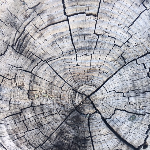 End of driftwood log
